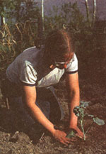 Summer's brief, so we plant only the hardiest vegetables and get them as soon as possible.